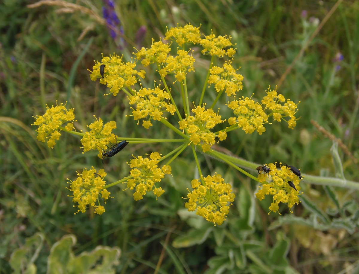 Изображение особи Pastinaca clausii.