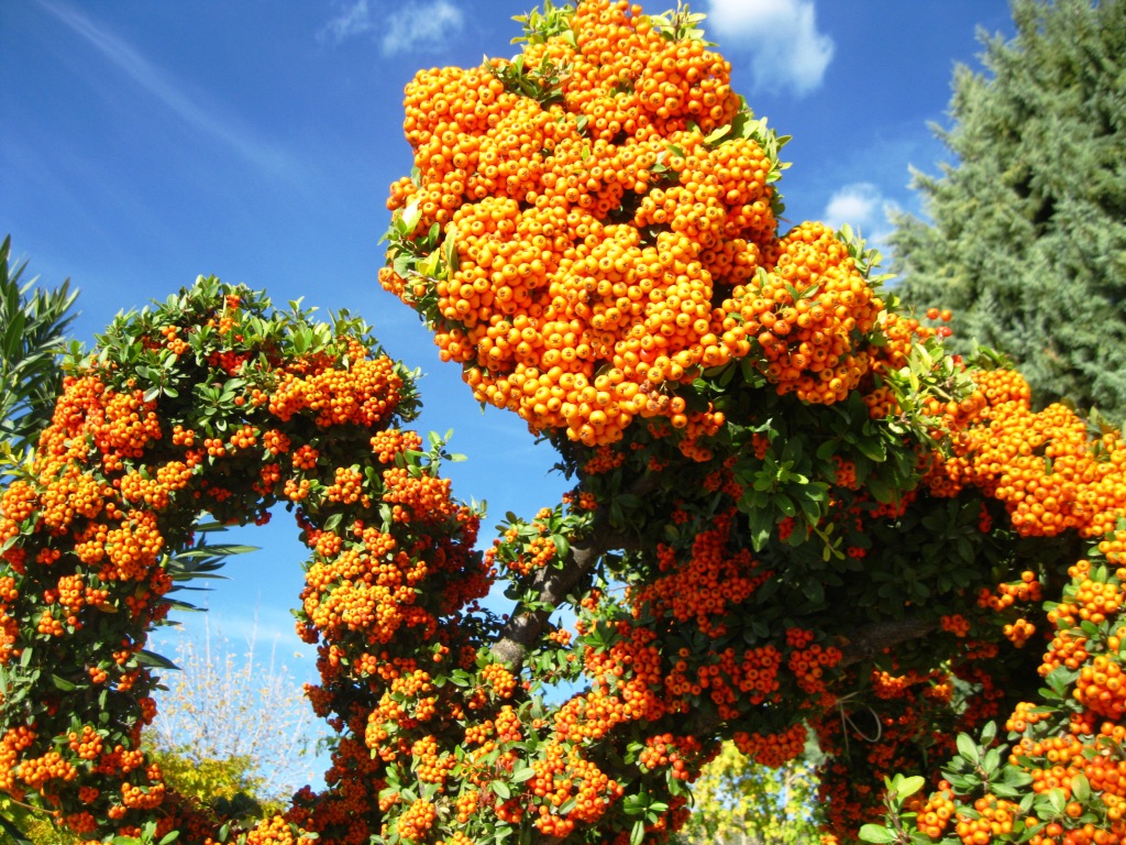 Image of Pyracantha coccinea specimen.