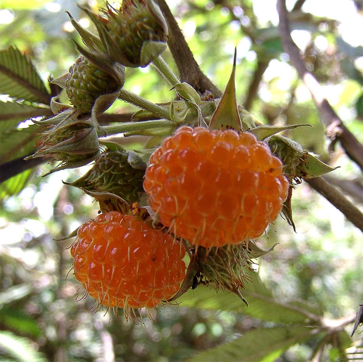 Изображение особи Rubus lineatus.