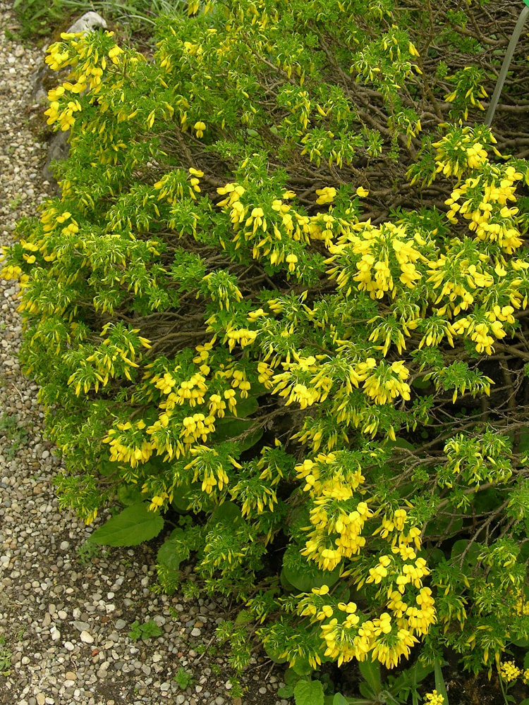 Изображение особи Cytisus emeriflorus.