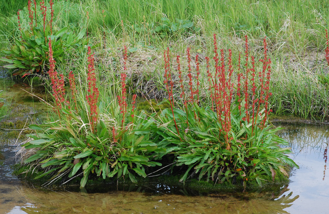 Image of Rumex arcticus specimen.