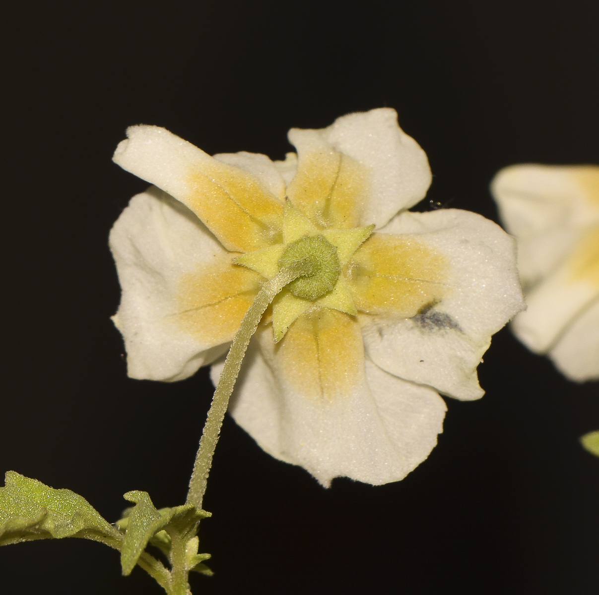 Изображение особи Physalis angulata.