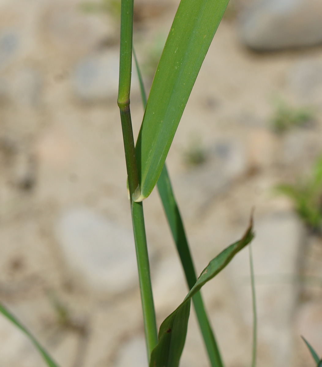 Изображение особи Phalaroides arundinacea.