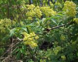 Sambucus racemosa. Ветвь с соцветиями. Республика Татарстан, г. Бавлы. 12.05.2010.