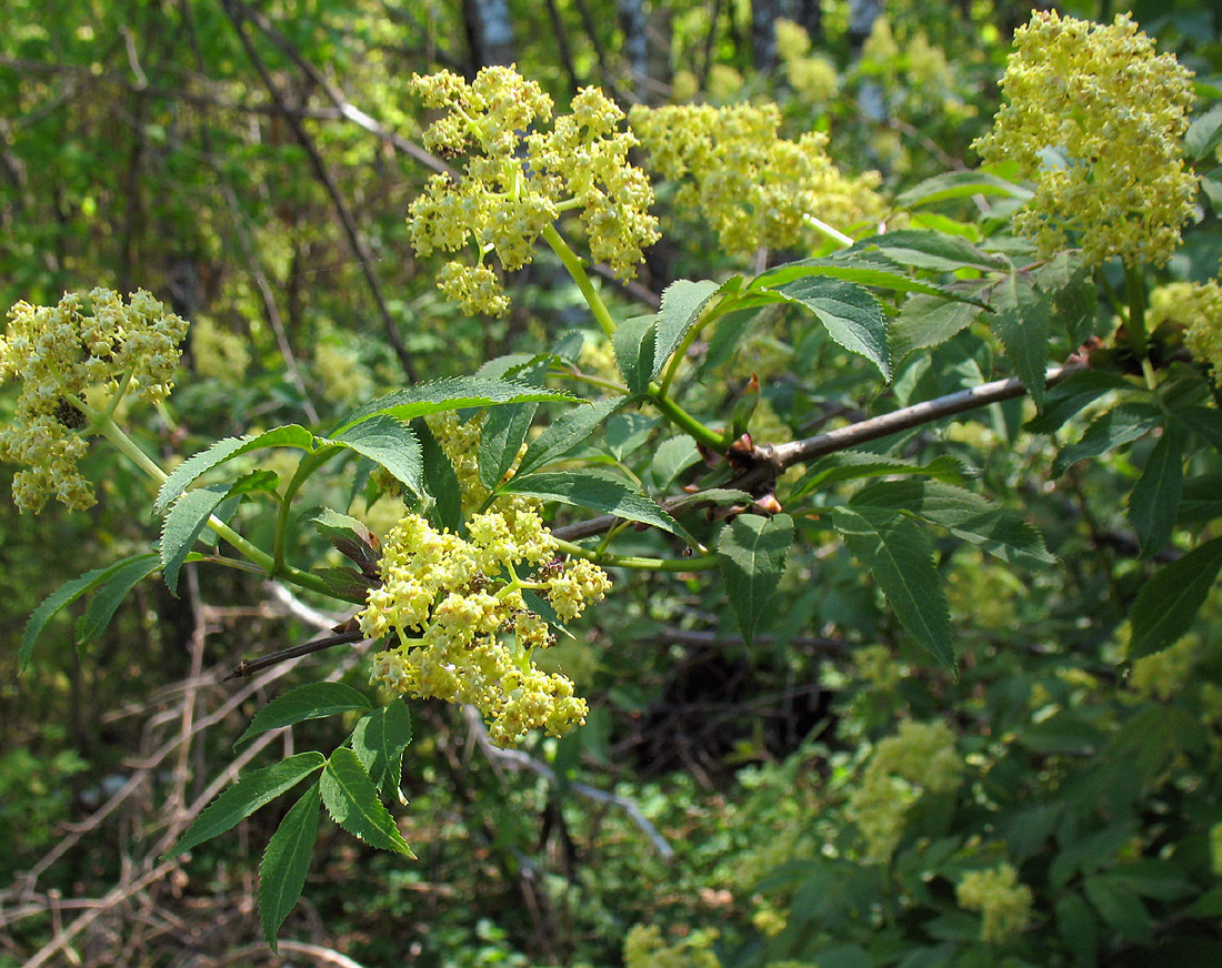 Image of Sambucus racemosa specimen.