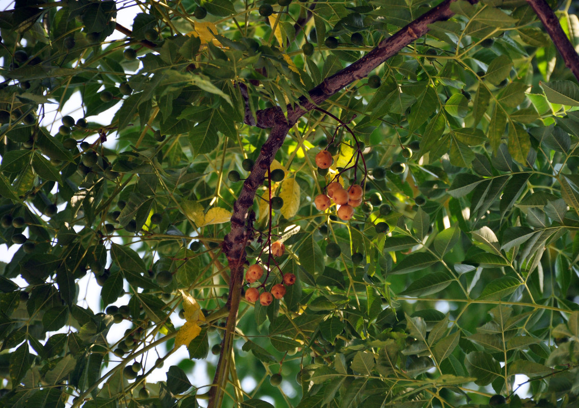 Image of Melia azedarach specimen.