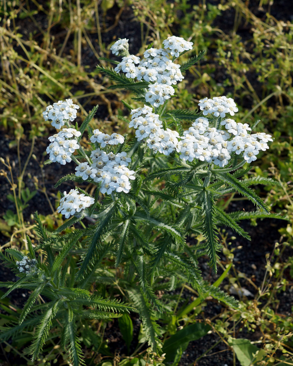 Изображение особи Achillea camtschatica.