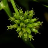 Image of taxon representative. Author is Евгений Захаров