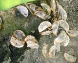 Limnocharis flava