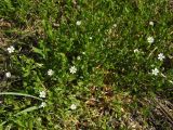 Stellaria humifusa