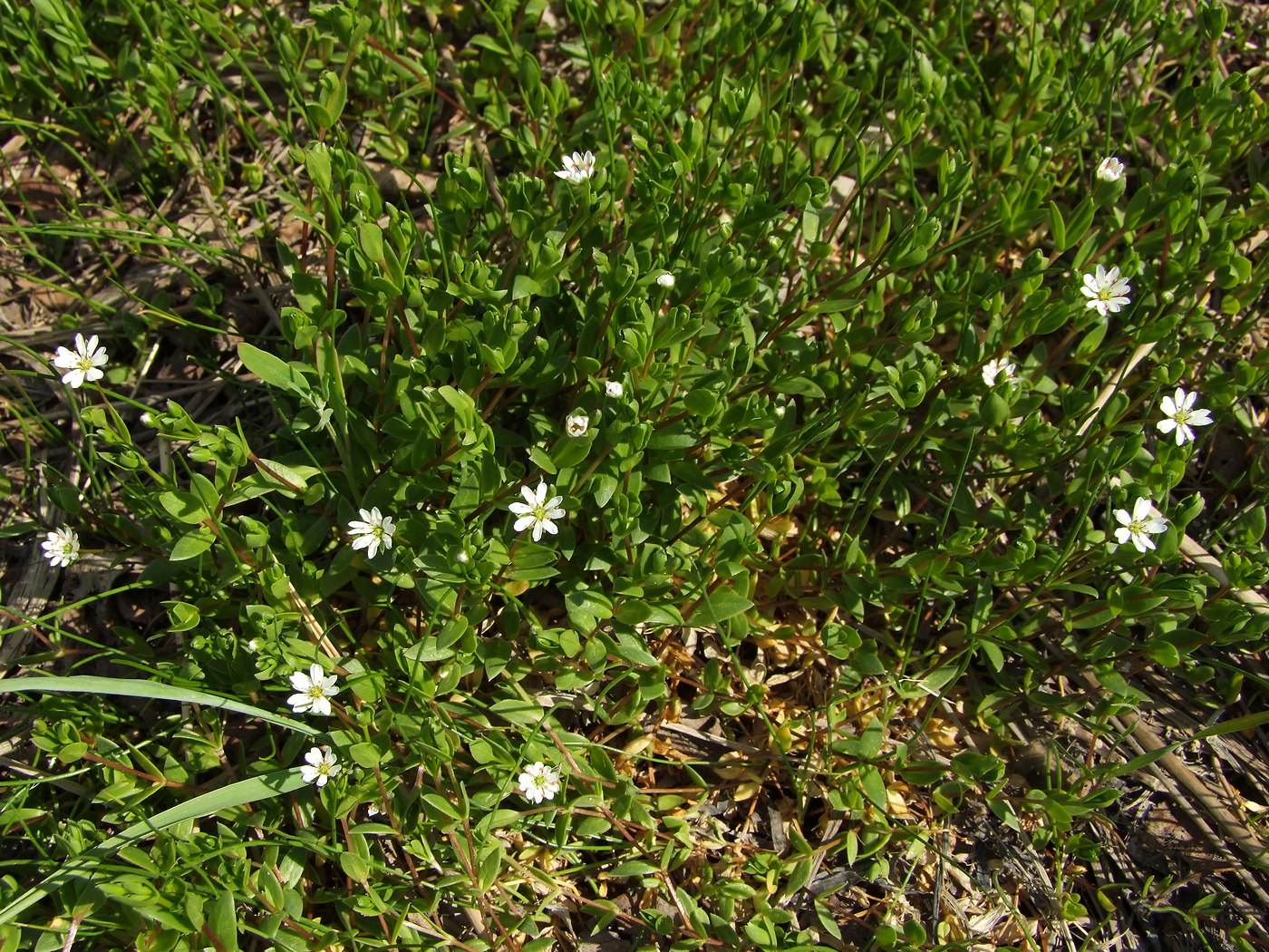 Изображение особи Stellaria humifusa.