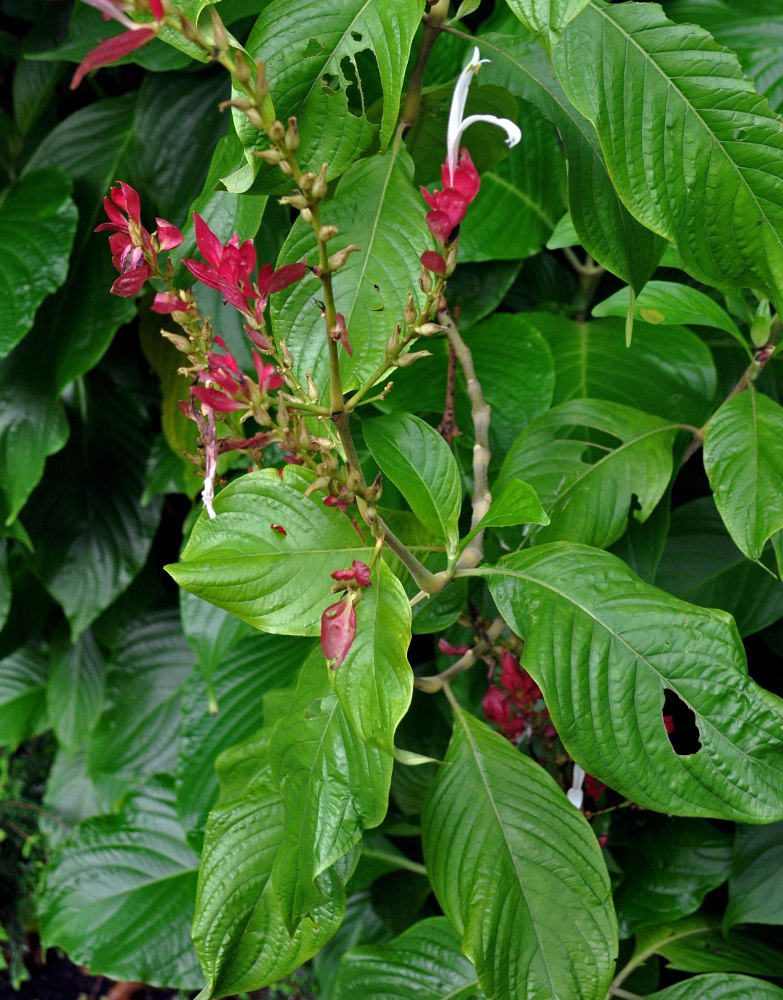 Image of Megaskepasma erythrochlamys specimen.