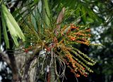 Ptychosperma elegans. Соцветия и соплодия с плодами разной степени зрелости. Малайзия, Куала-Лумпур, в культуре. 13.05.2017.