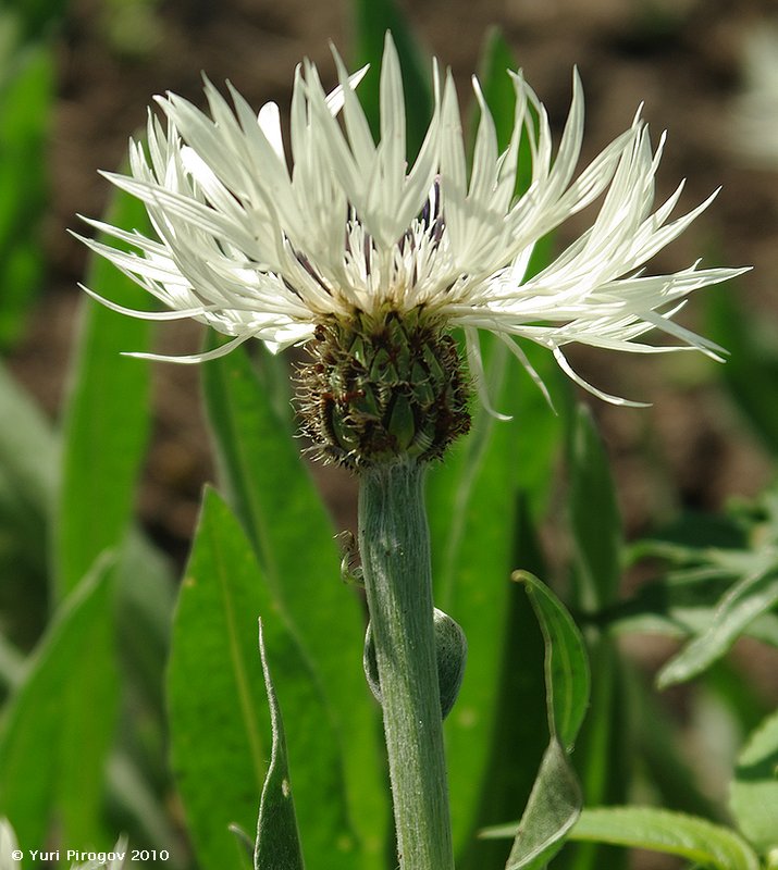 Image of Centaurea cheiranthifolia specimen.