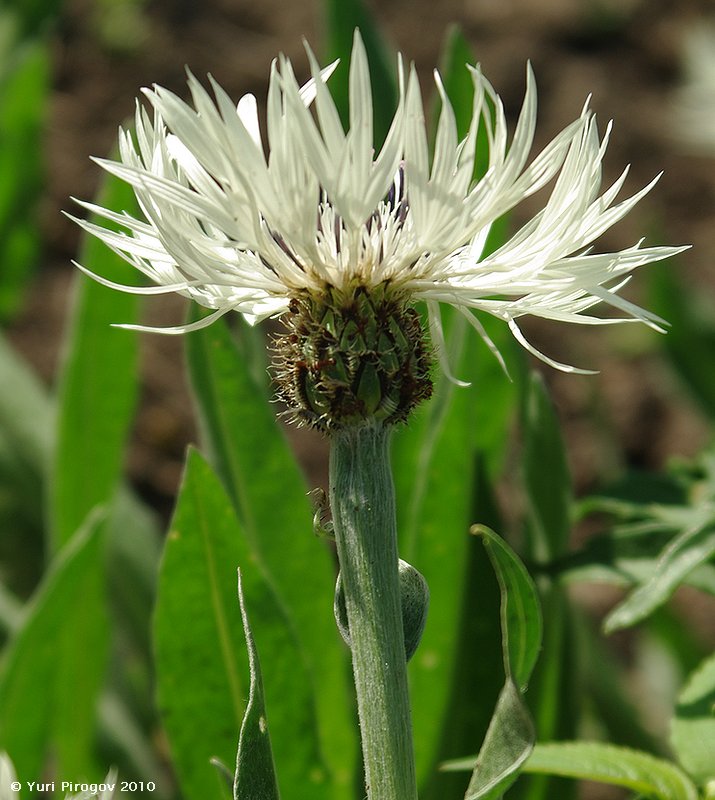 Изображение особи Centaurea cheiranthifolia.