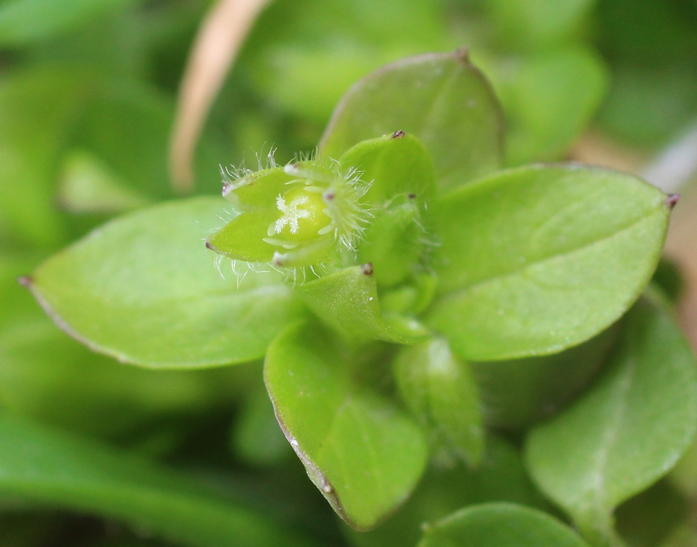 Image of Stellaria pallida specimen.