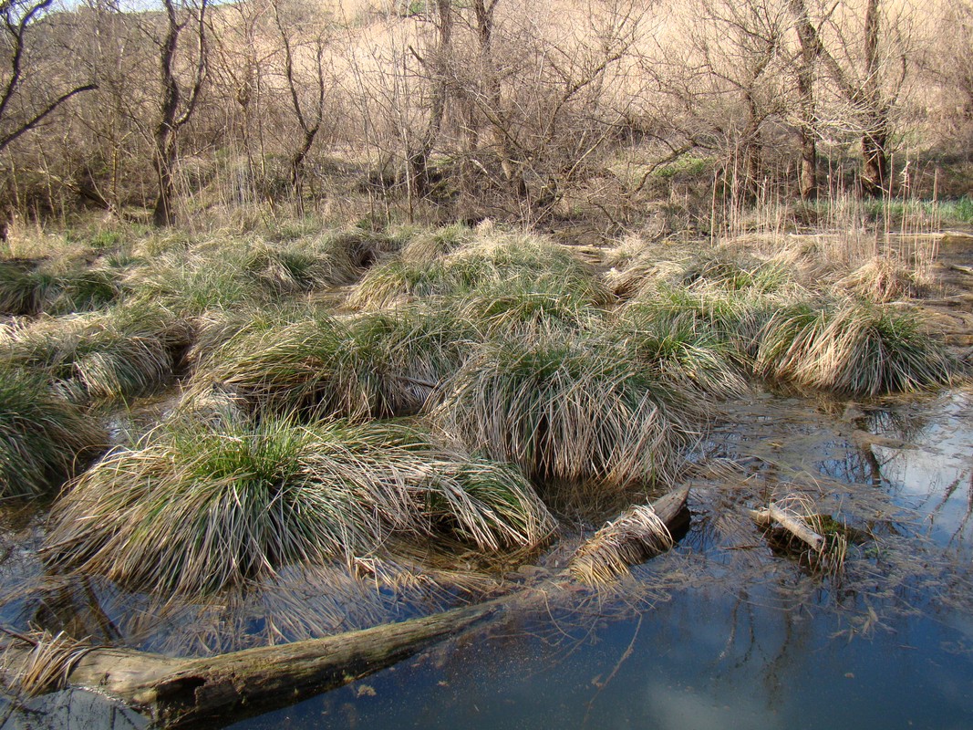 Image of Carex szovitsii specimen.