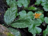 Globba aurantiaca. Верхушка цветущего растения. Малайзия, Камеронское нагорье, ≈ 1500 м н.у.м., влажный тропический лес. 03.05.2017.