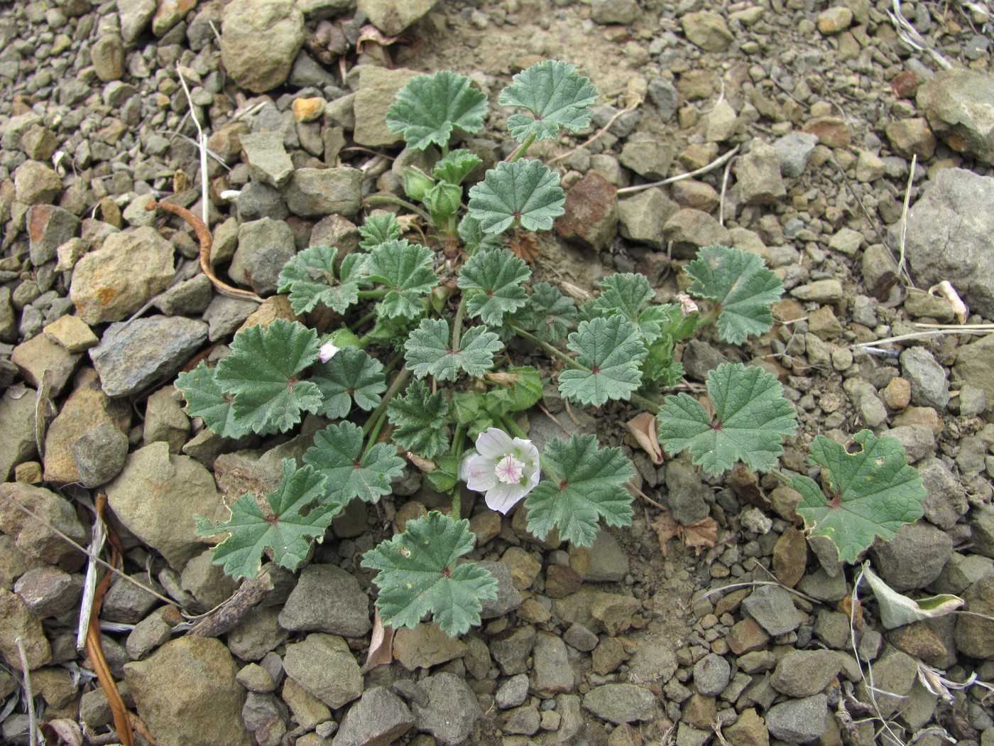 Image of Malva neglecta specimen.