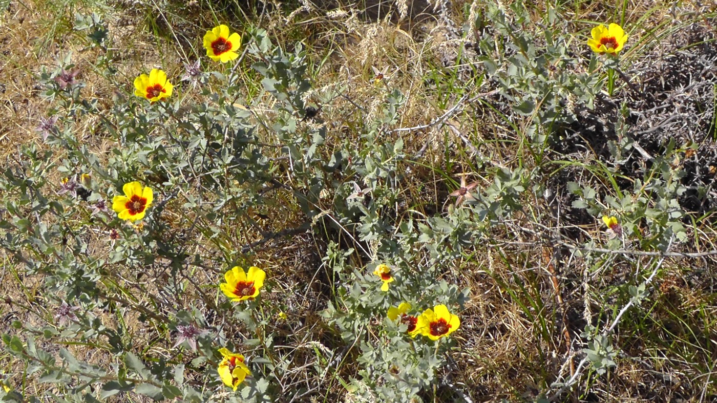 Image of Rosa berberifolia specimen.