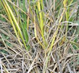 Carex tomentosa