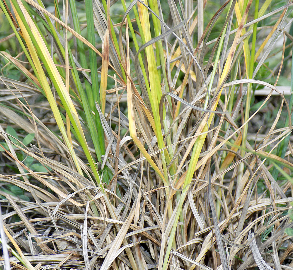 Изображение особи Carex tomentosa.