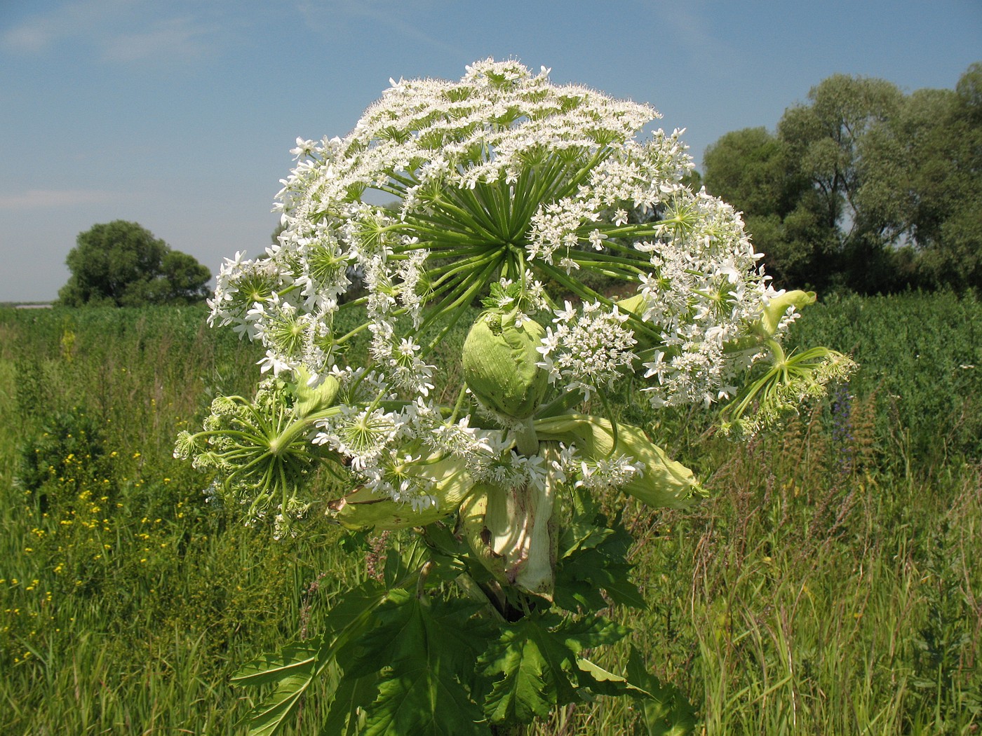 Image of Heracleum sosnowskyi specimen.