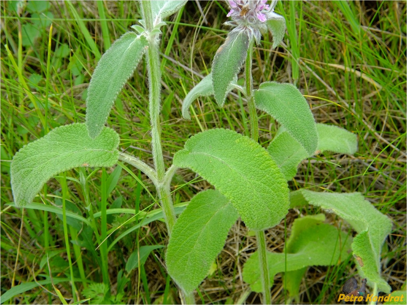 Image of Stachys germanica specimen.