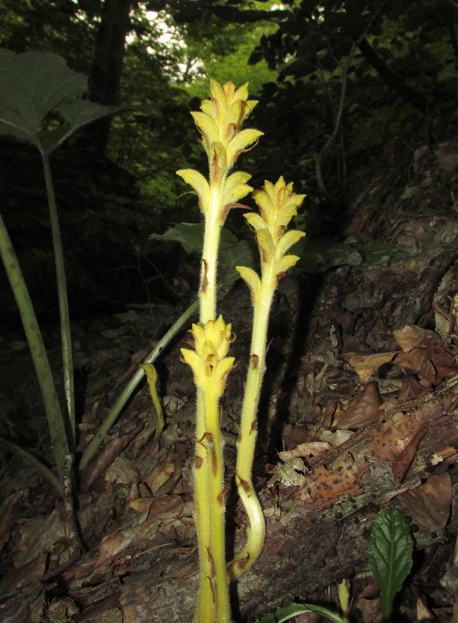 Image of Orobanche flava specimen.