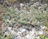 Astragalus circassicus