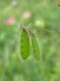 Vicia tetrasperma. Плоды. Крым, Севастополь, окр. с. Оборонное. 31 мая 2010 г.