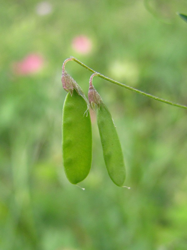 Image of Vicia tetrasperma specimen.