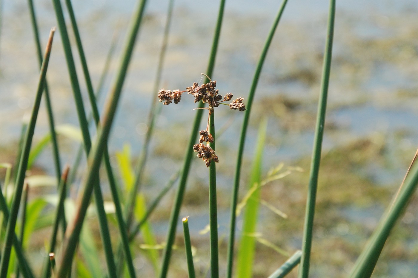 Image of Schoenoplectus lacustris specimen.