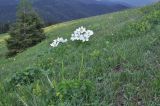 Anemonastrum fasciculatum. Цветущее растение. Грузия, Боржоми-Харагаульский национальный парк, маршрут №1; гора Ломис-Мта, ≈ 2050 м н.у.м., предвершинный пастбищный луг. 25.05.2018.