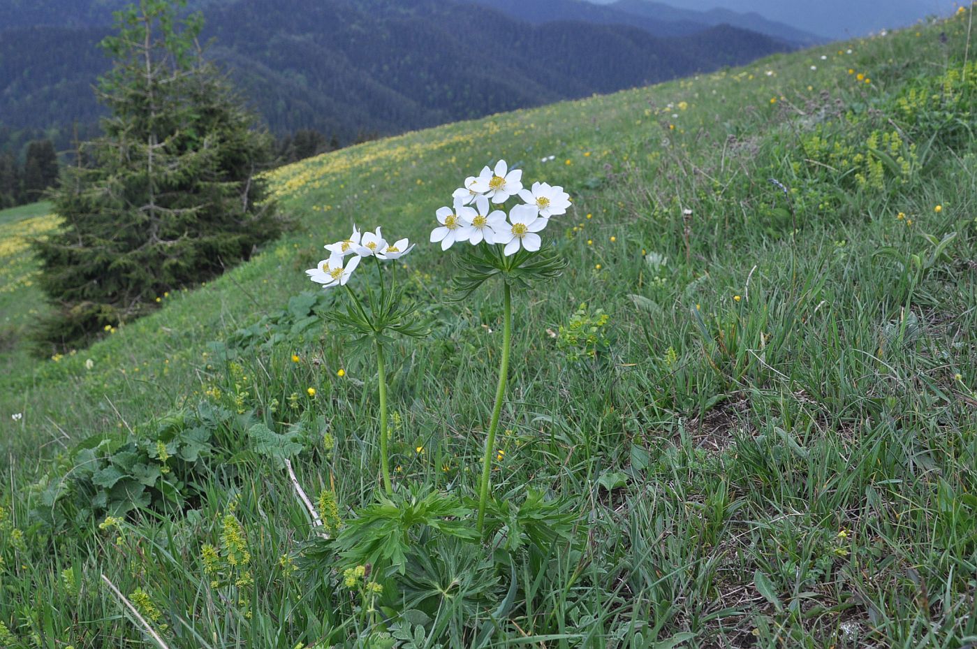 Изображение особи Anemonastrum fasciculatum.