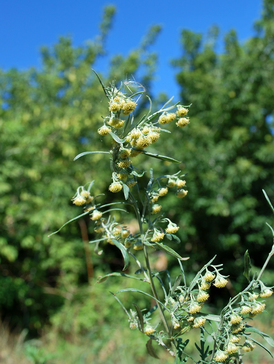 Изображение особи Artemisia sieversiana.