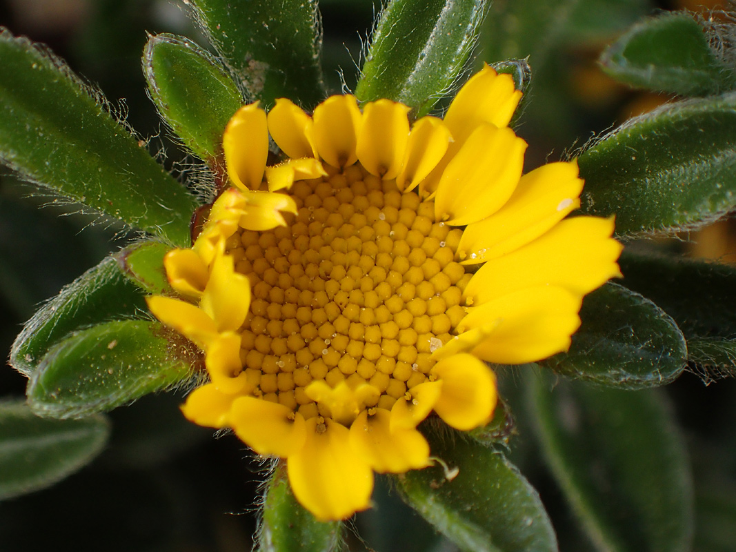 Image of Pallenis maritima specimen.
