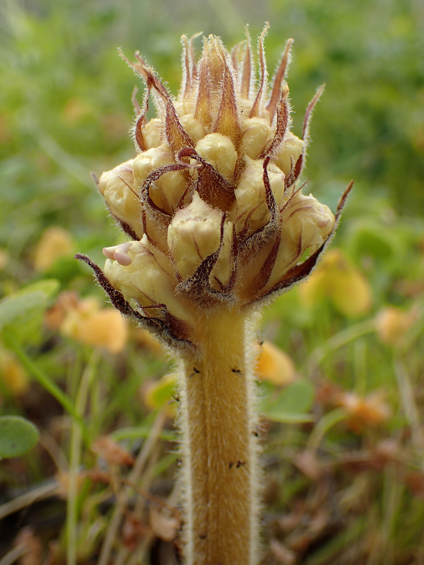 Image of Orobanche crenata specimen.