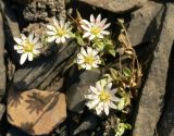 Stellaria edwardsii. Цветущие растения. Чукотка, Чаунский р-н, окр. г. Певек, сопка Певек, щебнистый склон. 19.06.2018.