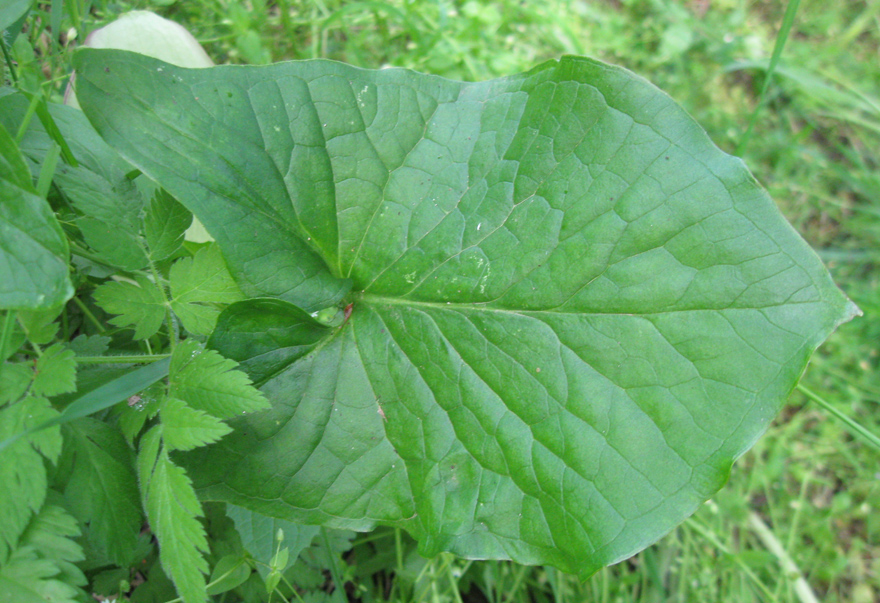 Image of Arum amoenum specimen.