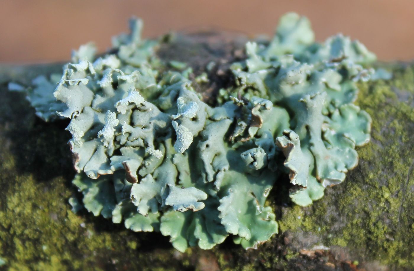 Image of Hypogymnia physodes specimen.
