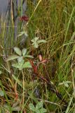 Comarum palustre. Цветущее растение на заболоченном берегу озера. Окрестности Мурманска, 20.08.2008.