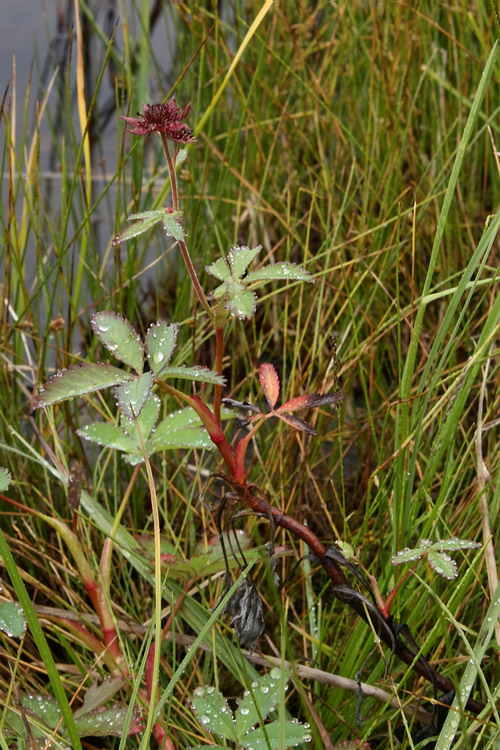 Image of Comarum palustre specimen.