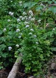 Cardamine macrophylla. Цветущие растения. Красноярский край, Ермаковский р-н, природный парк \"Ергаки\", долина р. Тушканчик, ≈ 1200 м н.у.м., берег реки. 14.07.2018.