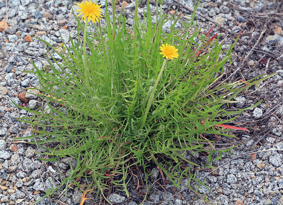 Изображение особи Taraxacum scariosum.