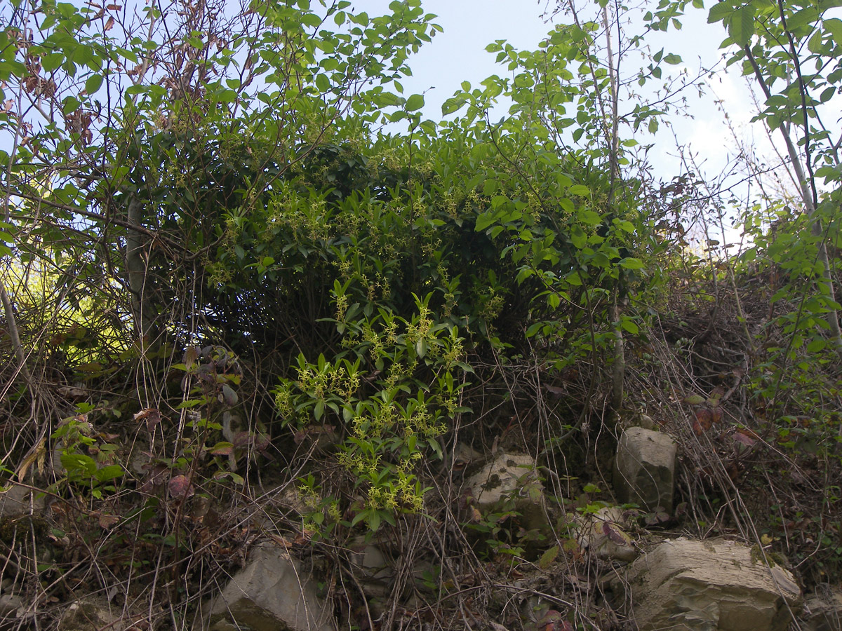 Image of Daphne pontica specimen.