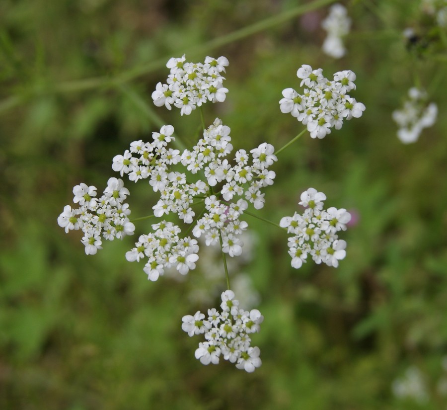 Изображение особи семейство Apiaceae.