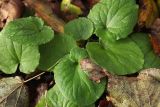 Doronicum orientale