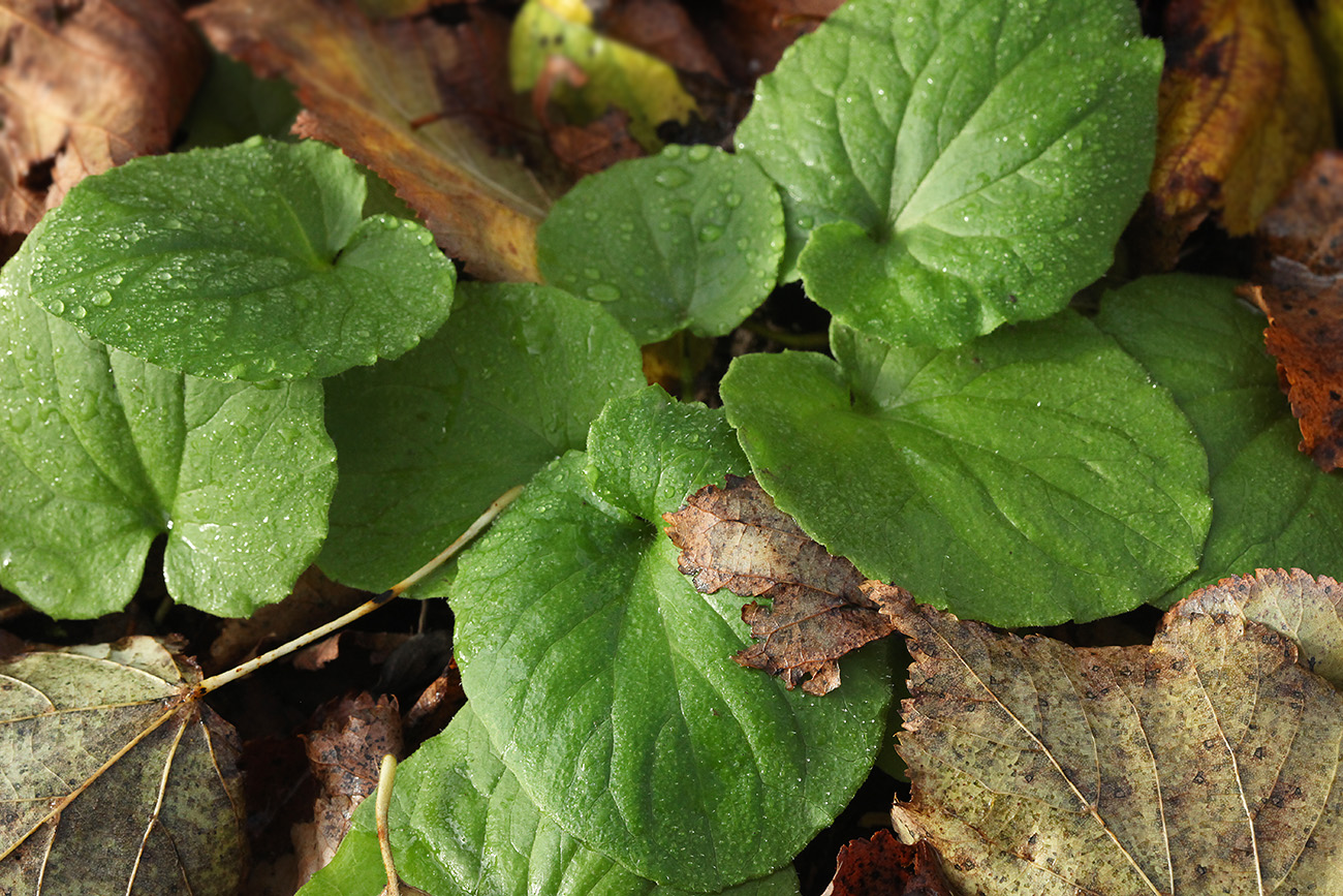 Изображение особи Doronicum orientale.