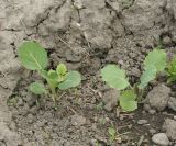 Brassica oleracea var. capitata